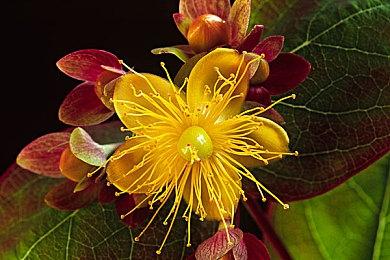 《Apex英雄》Steam玩家创新高 接近40万人